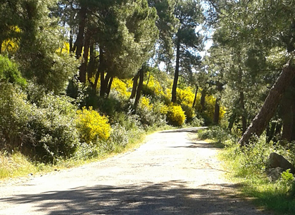 Pista forestal Abantos